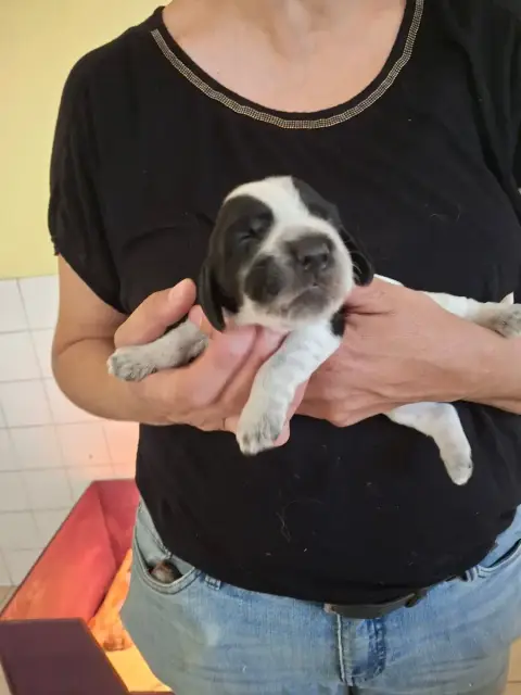 Cocker Spaniel Anglais  F2 Bleue Ar Ti Marellek