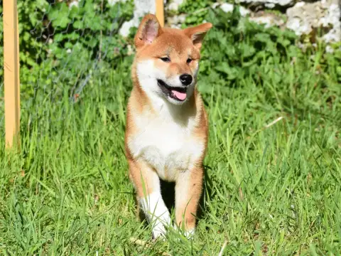 Shiba  Mâle Roux De La Folle Emprise