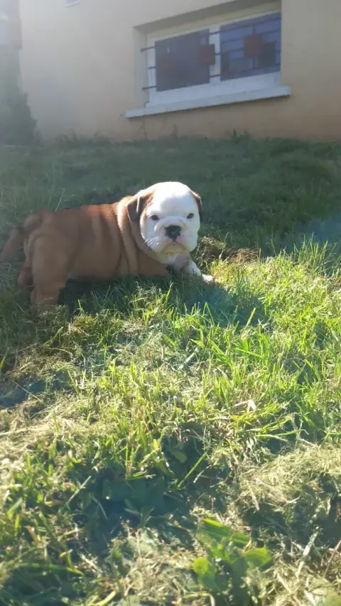 Bulldog Anglais  Chiot N°8 Stocky Family photo 3