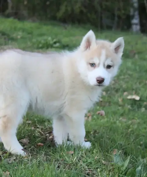 Siberian Husky photo 2
