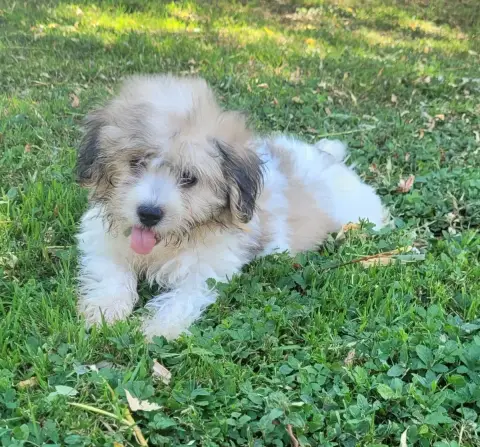Coton De Tulear  Bono Des Marais De Courmont