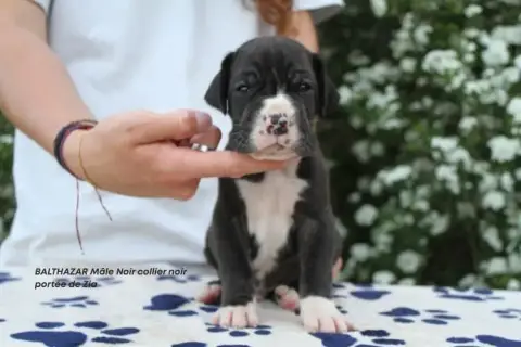 Dogue Allemand  Balthazar Du Clos Du Bonheur photo 2