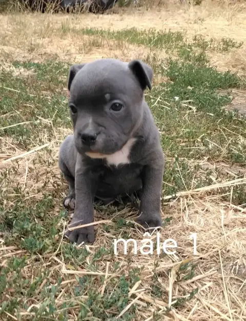 Staffordshire Bull Terrier 
                        C 9da4e photo 2