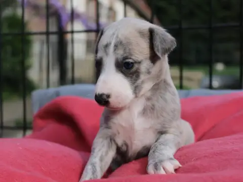 Whippet  Chiot N°1 Du Clos D'Arlequin photo 2