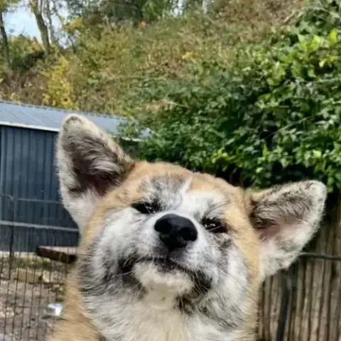 Chiot Akita Inu