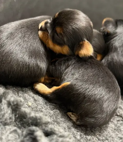 Yorkshire Terrier  Chiot N°4 De La Choupette Family e0634