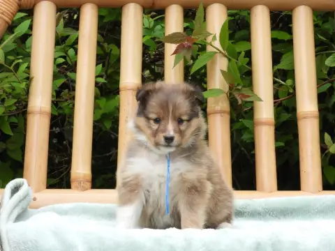 Shetland Sheepdog  Chiot N°3 Du Sapin Vert