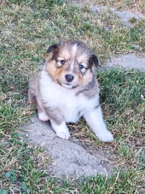 Shetland Sheepdog  Blur Du Val De Kiwitam