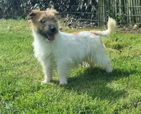 Jack Russell Terrier  Chiot Velcro Du Logis De Beauma 8a021 photo 2