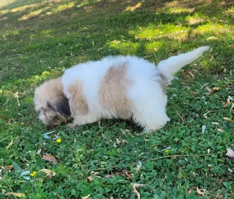 Coton De Tulear  Bono Des Marais De Courmont photo 2