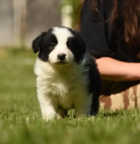 Border Collie  Chiot N°3 Des Collines De Sagne