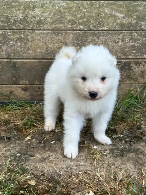 Samoyède  Bouille Des Ptites Pattes Du Bonheur