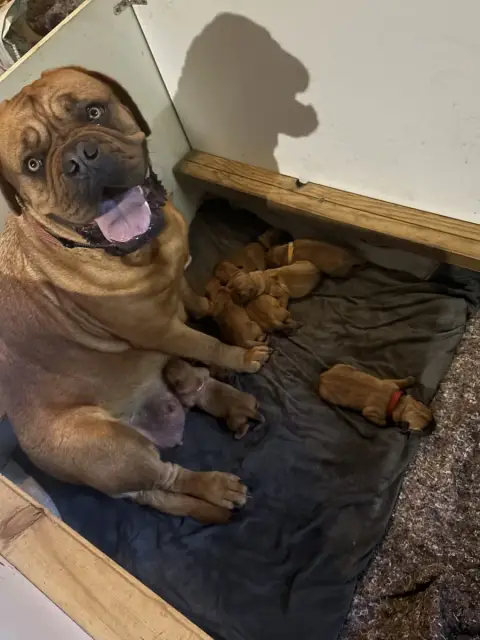 Dogue De Bordeaux  Chiot N°1 Des Trois Land