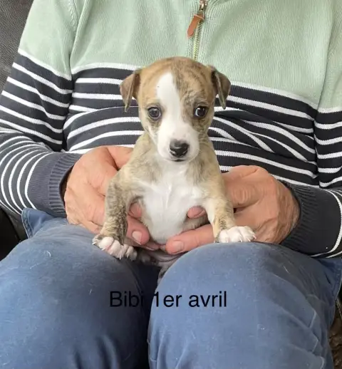 Whippet  Bibi Du Domaine De Peyrazet