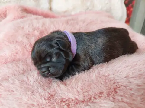 Bouledogue Français  Chiot N°3 De La Lignee Des Clown e7e9f