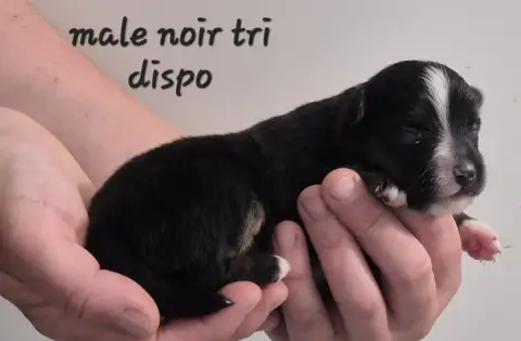 Berger Américain Miniature  Chiot N°5 Des Ecuries Du  e2c6c