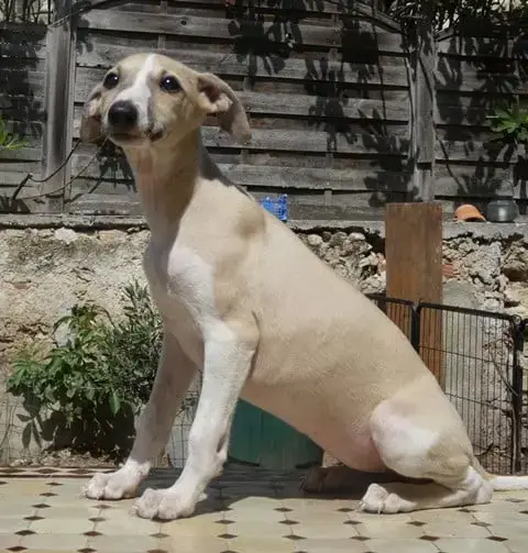 Whippet  Betty Bop Du Castel Minervois photo 3