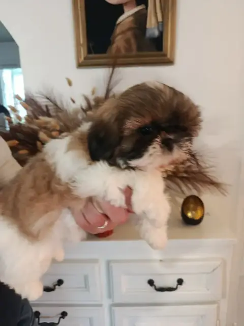 Shih Tzu  Chiot 1 Du Paradis D'Indiana photo 3