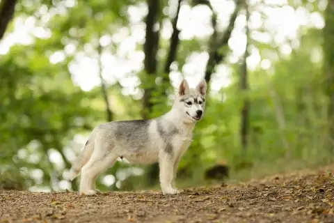 Siberian Husky 
                        Horten De Day d9a8e photo 2