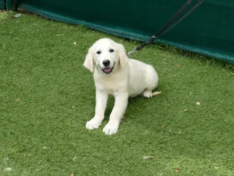 Golden Retriever  Male Collier Rose Du Temps Des Amaz 9d43d