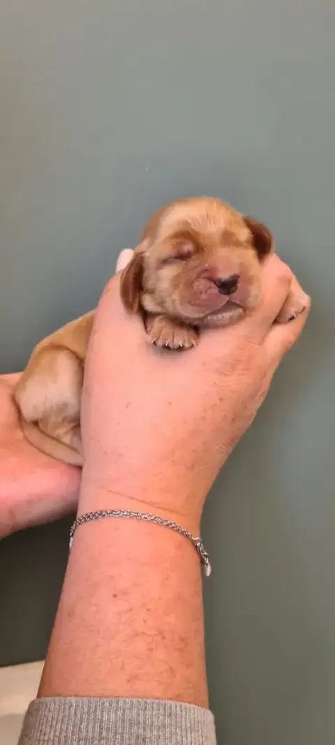 Cocker Spaniel Anglais  Collier Marron Du Val De Ligé e376a