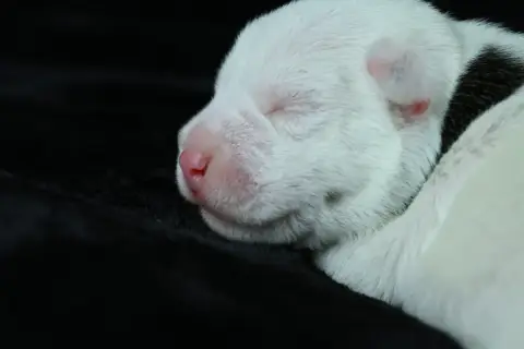 Parson Russell Terrier 
                        Baxte 8649c photo 3