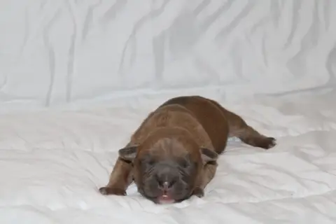 American Staffordshire Terrier  Bluey Psycho Extreme  5cb12