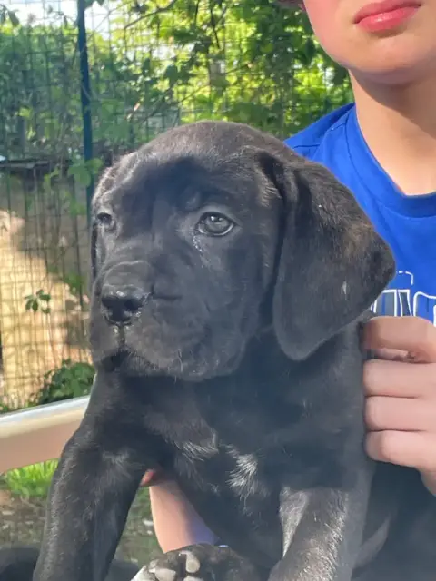 Cane Corso  Bimbo Des Lares De L'Aurévière