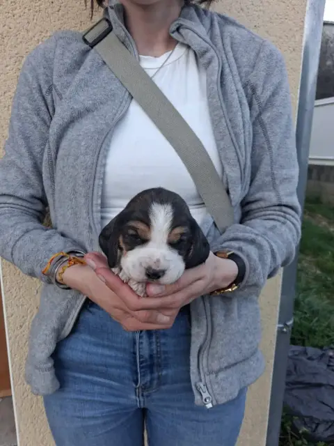 Beagle  Chiot N°3 Des Meneurs D'Ariege