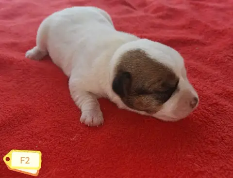 Jack Russell Terrier 
                        B... De 7c637