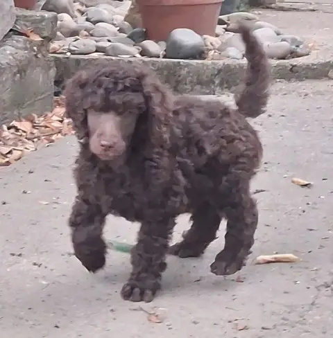 Caniche  Berlioz À L'Ombre Des Magnolias