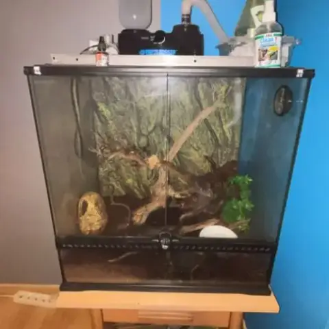 Gecko À Crête