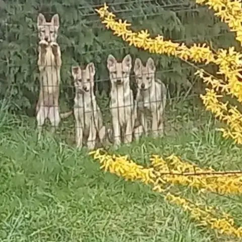 Chiots Chien Loup Tchécoslovaque