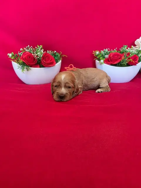 Cocker Spaniel Anglais  B........... Du Domaine De St 3f22e