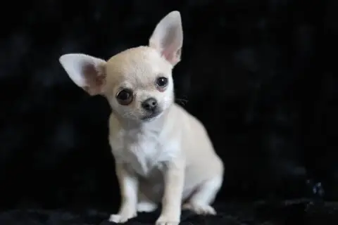 Chihuahua  Chiot N°3 Du Royaume De Matiliane photo 3
