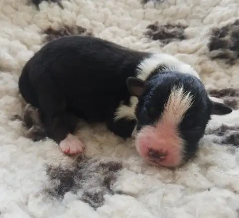Berger Australien  Chiot 7 Des Regards Brulants photo 2