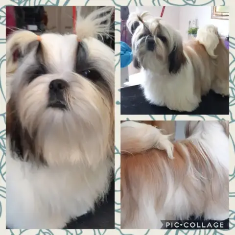 Shih Tzu  B De Pepsie Pep'S photo 3