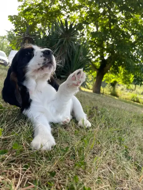 Cocker Spaniel Anglais  Betty Boop Des Joyaux Du Peti a3de1 photo 2