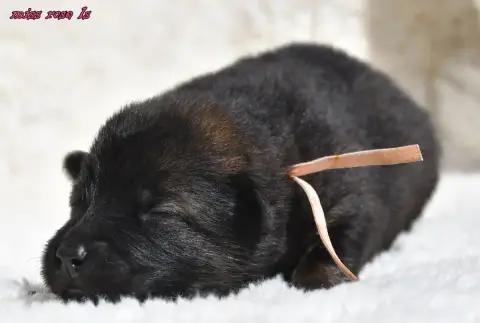 Eurasier  Chiot 2 Des Legendes De Retz photo 3