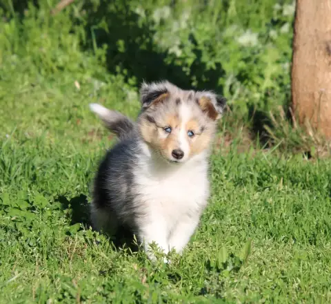 Shetland Sheepdog  Britany Blue Ladybird Of Surf Para 17148 photo 3