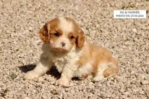 Cavalier King Charles Spaniel  M2 Vahinée De La Basti 13d3d photo 2