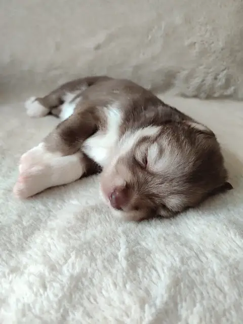Siberian Husky  Collier Bleu De L'Étoile Sibérienne b1b70