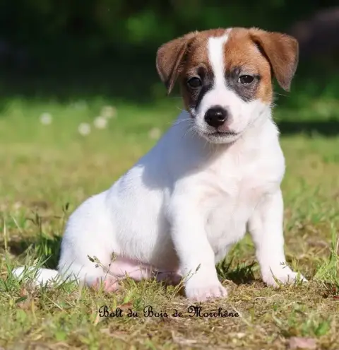 Jack Russell Terrier  Bolt Du Bois De Morchène photo 2