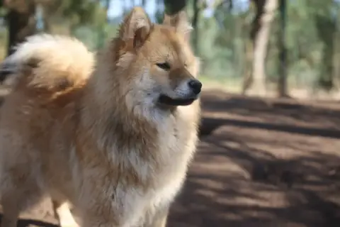 Eurasier  Madame Du Royaume D'Ebène