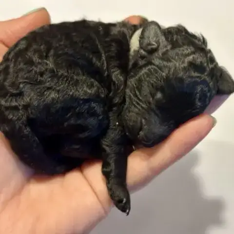 Portée Caniche Nain Noir Lof