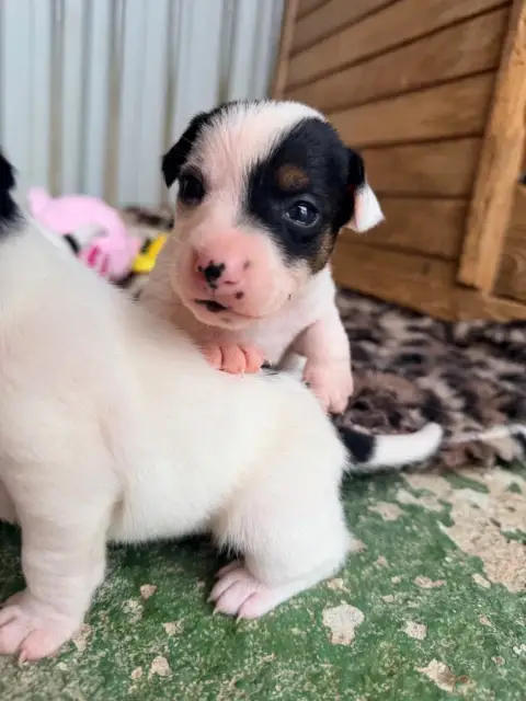 Jack Russell Terrier  Bonaparte Des Niglots Du Gard 2ef56