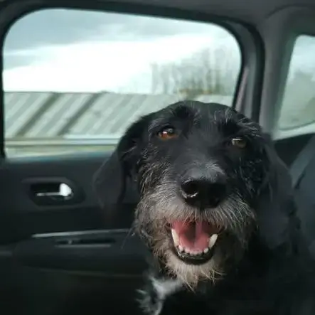 Chien Louna À L Adoption
