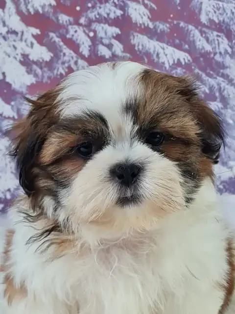 Shih Tzu  Aron Du Mont De La Chenaie