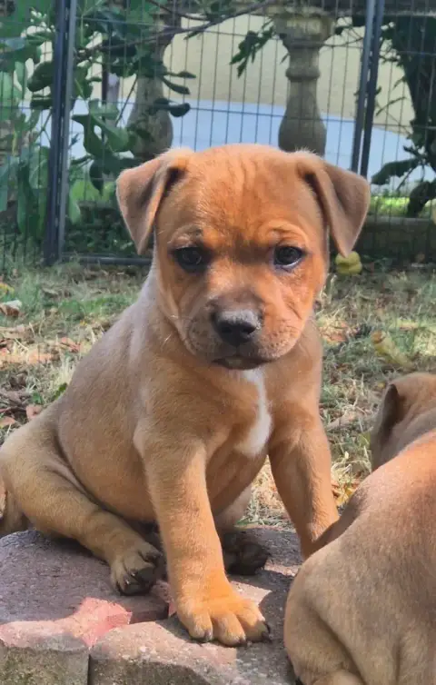 Staffordshire Bull Terrier 
                        B db7b0 photo 2