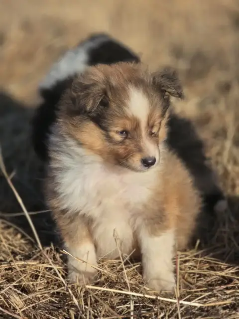 Shetland Sheepdog  Brandon Du Domaine Des Airaudes photo 2
